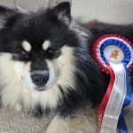 Dutch champion