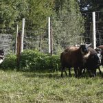 Sheepherding aptitude test 2026